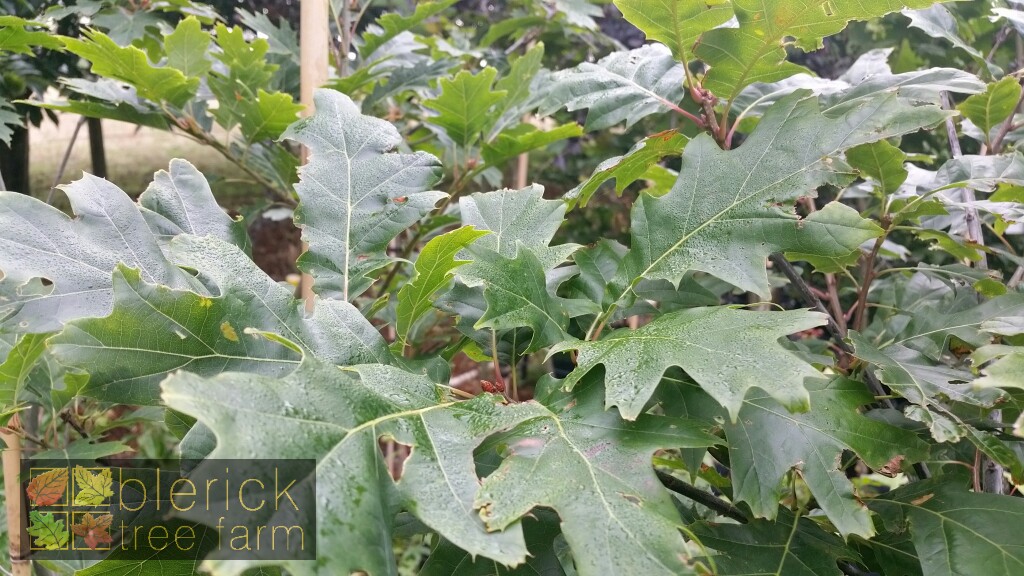 Quercus rubra Red Oak Blerick Tree Farm