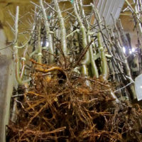 Place Bare Root Orders Now