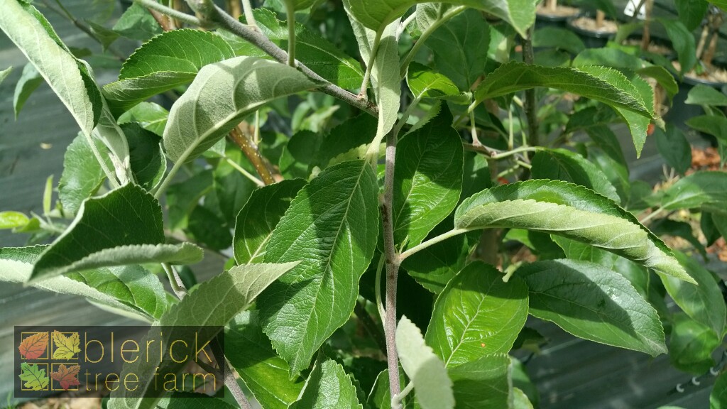Buy Granny Smith Apple Trees bare rooted trees