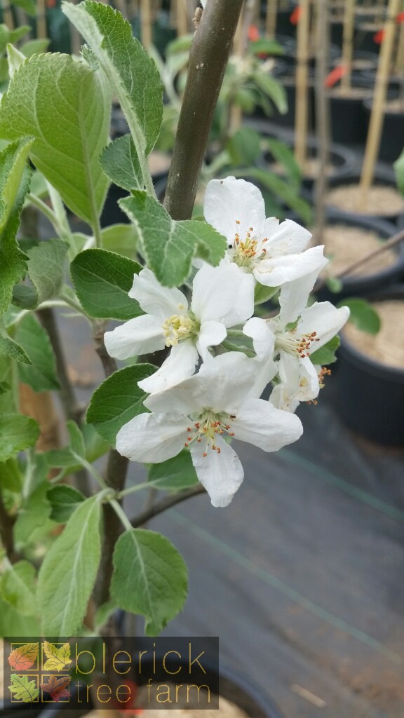 Apple jonathan blerick tree farm