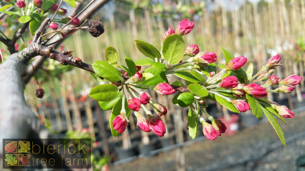 Malus floribunda Japanese Flowering Crab Apple Blerick Tree Farm