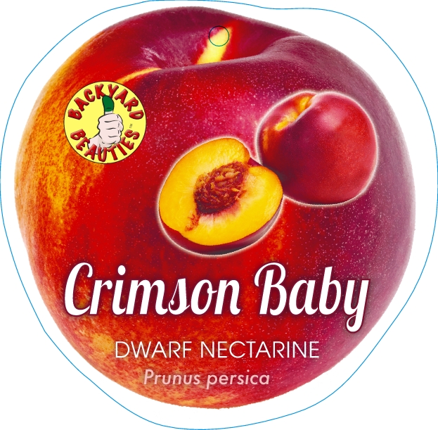 Nectarine Crimson Baby DWARF Blerick Tree Farm