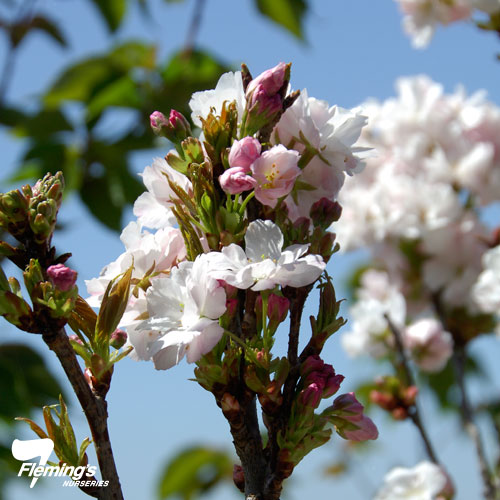 Prunus 'Amanogawa' Flowering Cherry Blerick Tree Farm