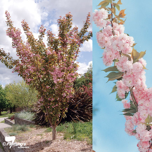 Prunus serrulata 'Kanzan' Pink Flowering Cherry Blossom