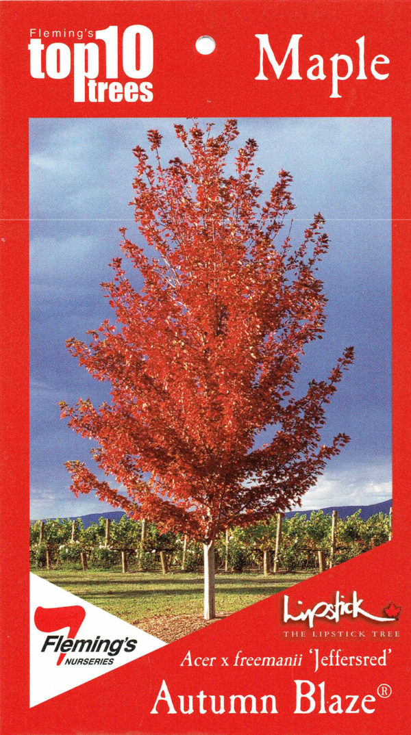 Autumn Blaze Lipstick Maples. Advanced sizes available at Blerick Tree Farm