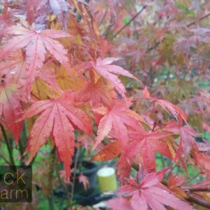 Acer (Maple)