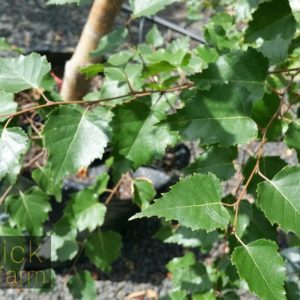 Betula (Birch)