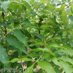 Fraxinus (Ash)