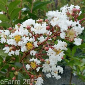 Summer Flowering