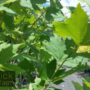 Platanus (Plane)