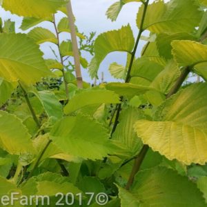 Ulmus (Elm)