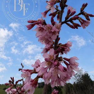 Prunus - Okame