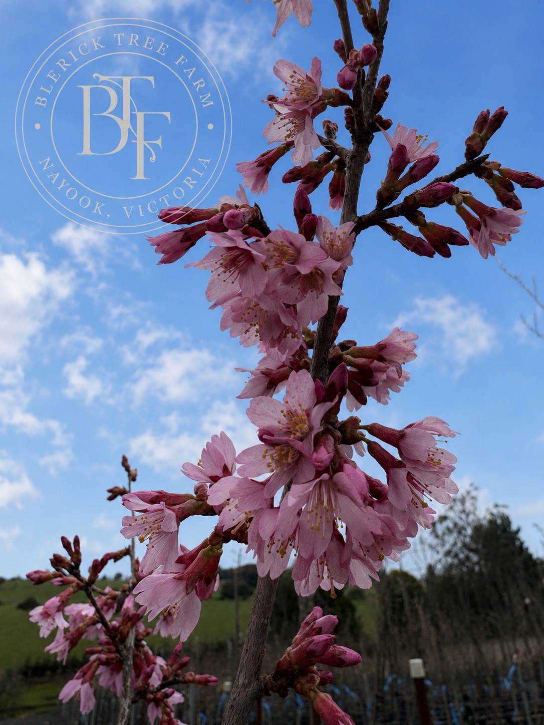Prunus - Okame