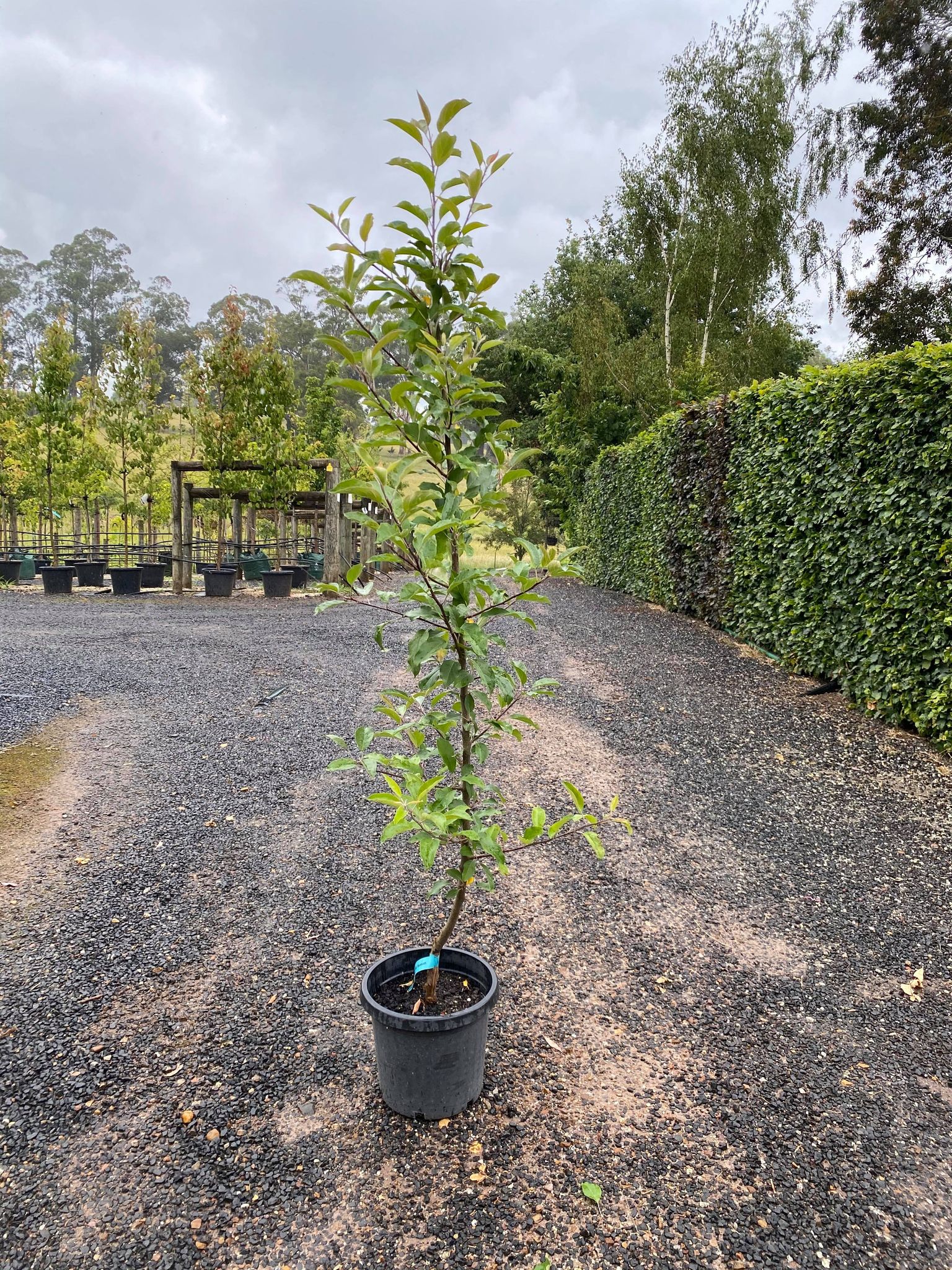 Apple Red Delicious Blerick Tree Farm