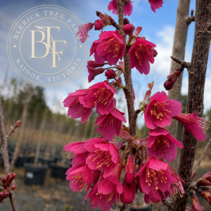 Prunus campanulata - Flowering Cherry