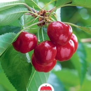 Cherry - Starkrimson