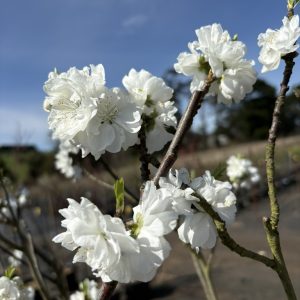 Prunus persica 'Alboplena' - White Flowering Peach
