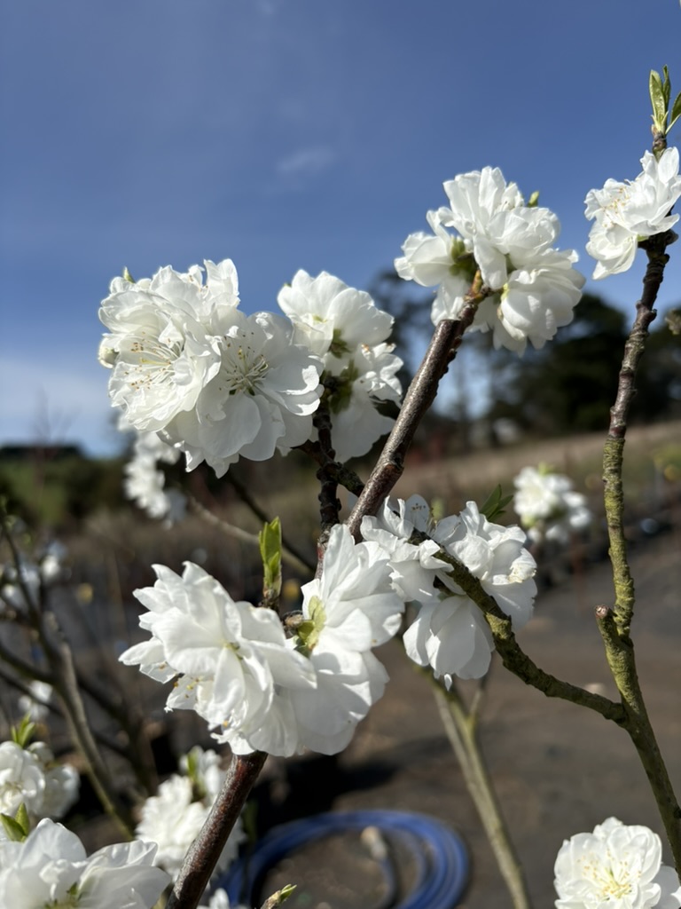 Prunus persica 'Alboplena' - White Flowering Peach