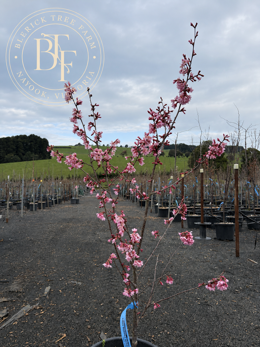 Prunus - Okame - Image 3