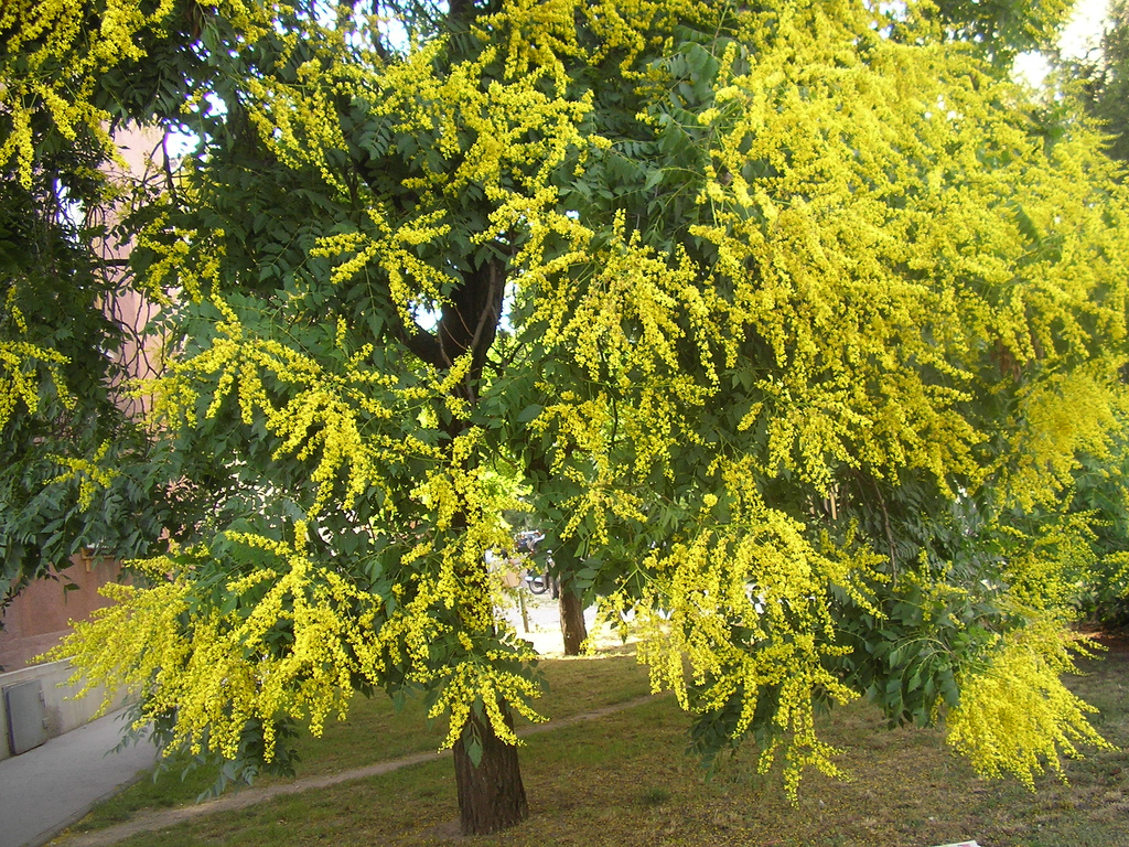 koelreuteria paniculata - golden rain tree