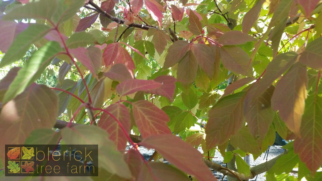 acer negundo sensation blerick tree farm