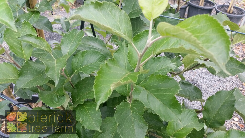 Apple Golden Delicious Blerick Tree Farm