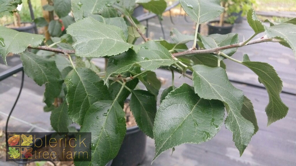 Apple Red Fuji Blerick Tree Farm