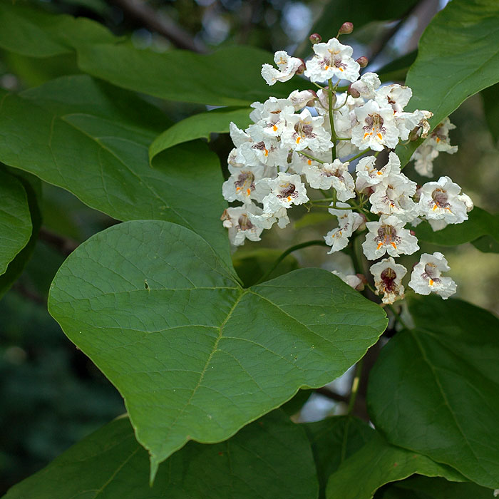 Catalpa bignonioides indian bean tree blerick tree farm