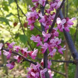 Spring Flowering