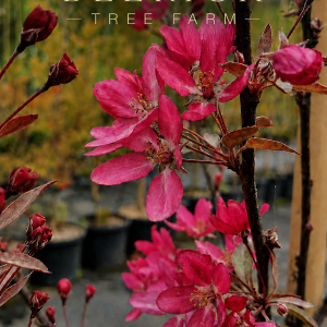 Malus - Tom Matthewsâ„¢