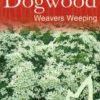 Cornus kousa - Weaver's Weeping - Image 3