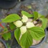 Cornus kousa - Weaver's Weeping - Image 2