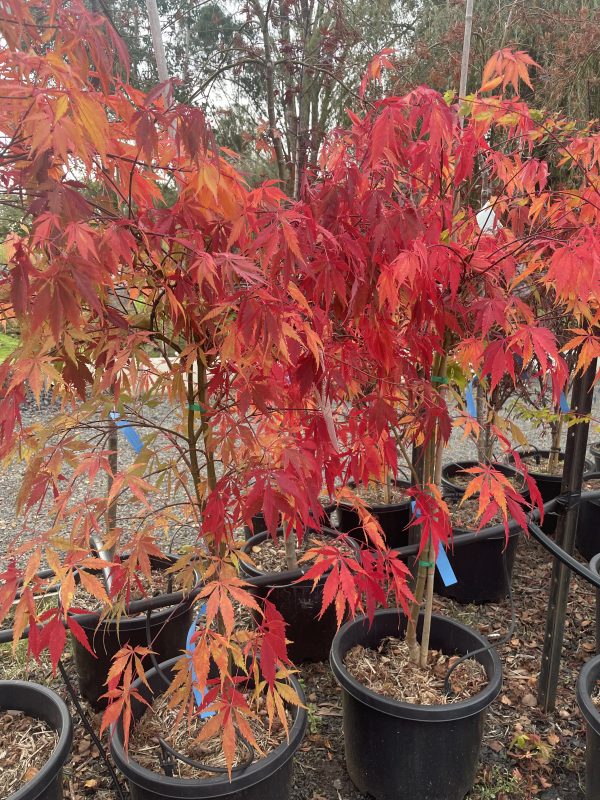 Acer palmatum - Elegans - Image 2