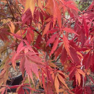 Acer palmatum - Elegans