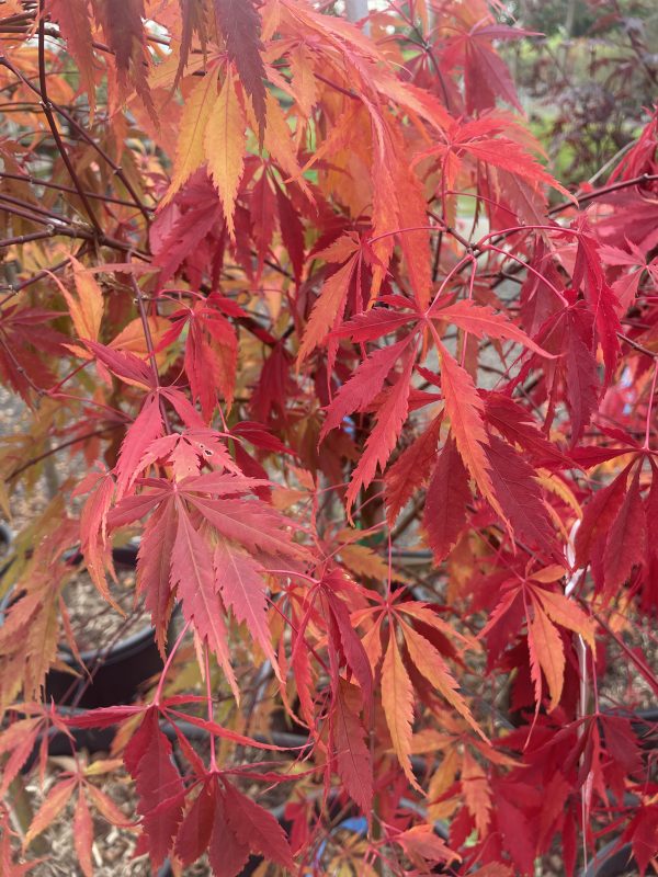 Acer palmatum - Elegans
