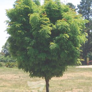 Gleditsia - Elegantissima