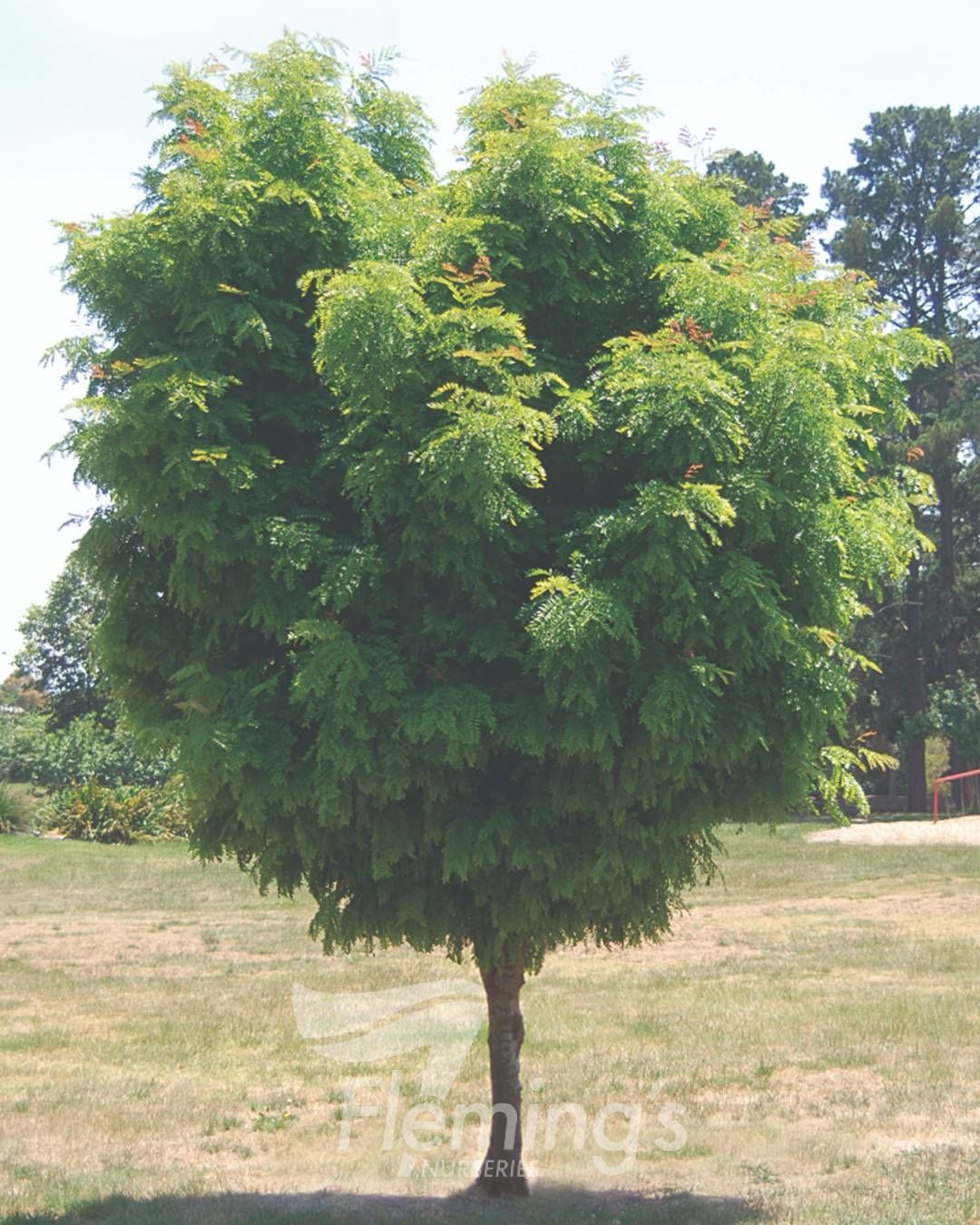 Gleditsia - Elegantissima