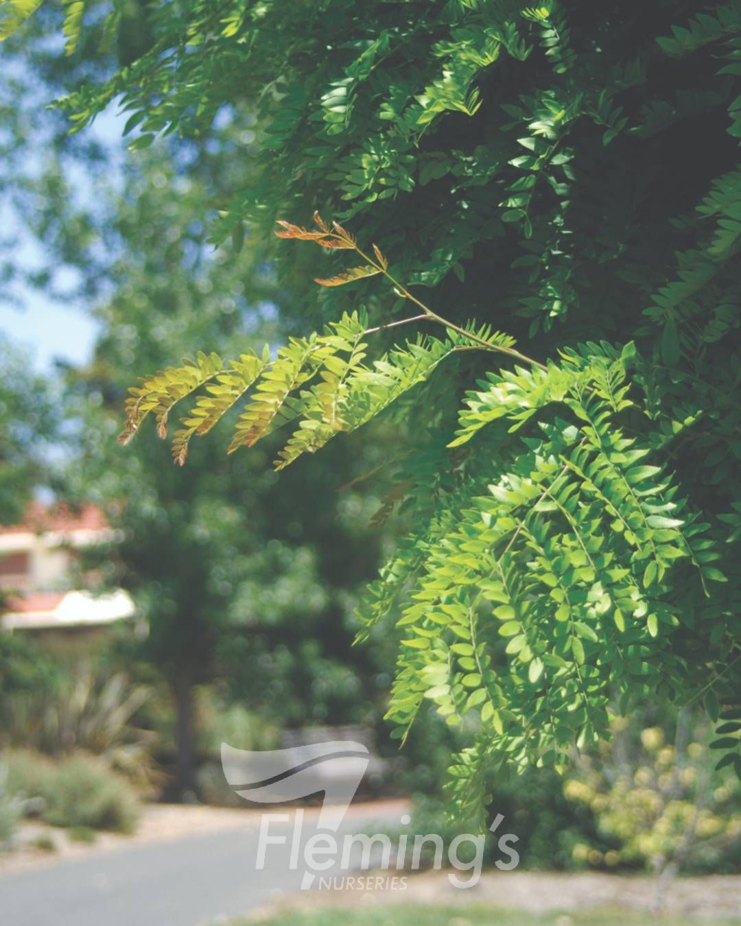 Gleditsia - Elegantissima - Image 2
