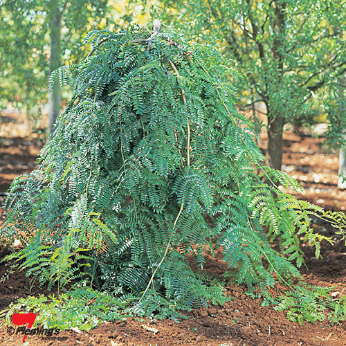 Gleditsia Emerald Cascade Blerick Tree Farm
