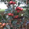 Crataegus carrierei - Hawthorn - Image 2