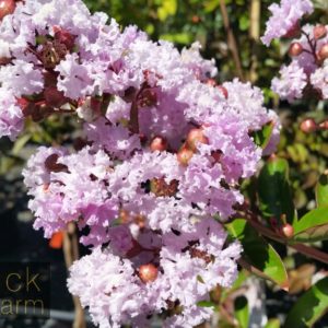 Lagerstroemia fauriei x indica - Yuma Crepe Myrtle