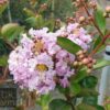 Lagerstroemia fauriei x indica - Yuma Crepe Myrtle - Image 2