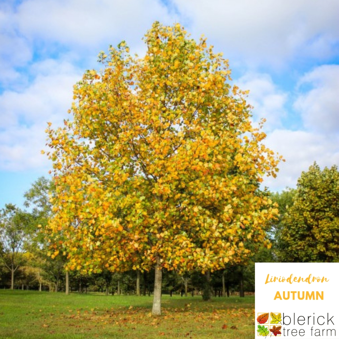 Liriodendron tulipifera Tulip Tree Blerick Tree Farm
