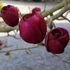 Magnolia -Black Tulip - Image 2