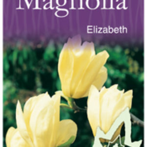 Magnolia - Elizabeth