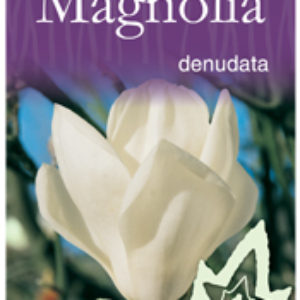 Magnolia denudata - Yulan Magnolia / Lily Tree