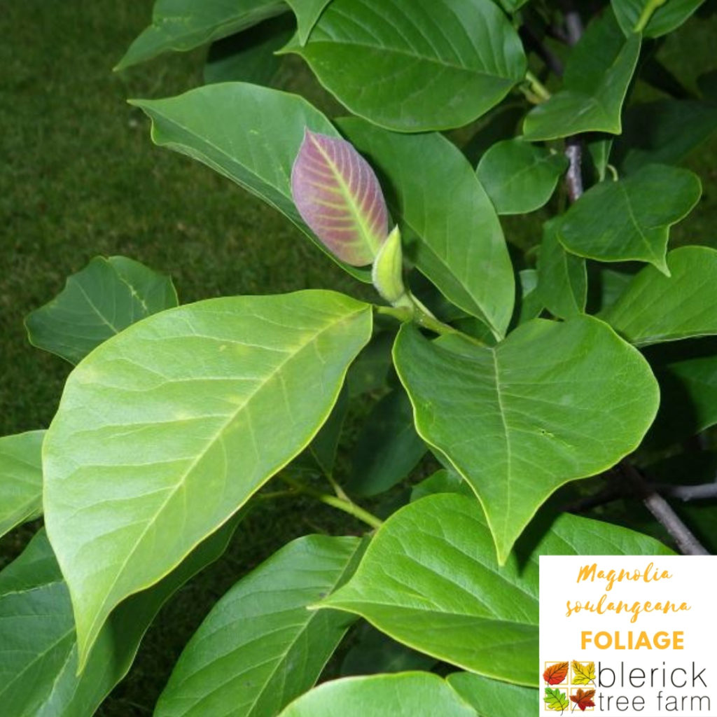 Magnolia soulangeana Saucer Magnolia Blerick Tree Farm