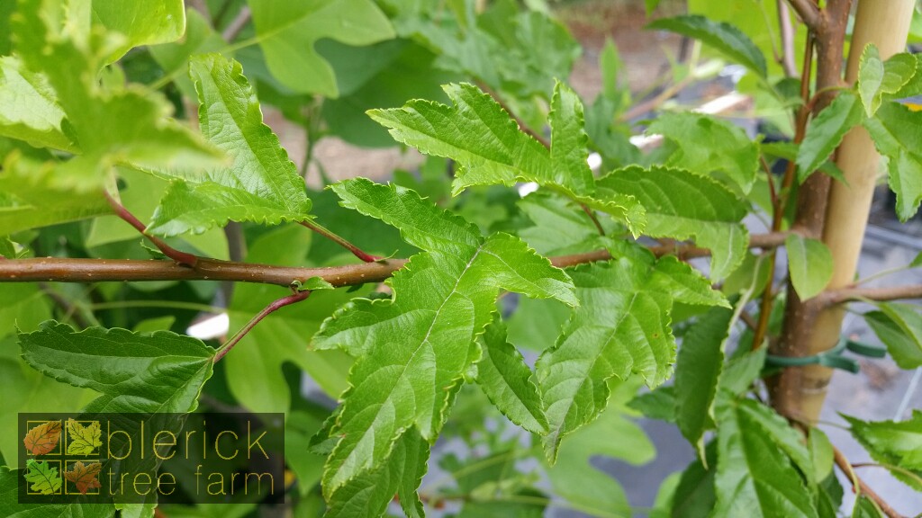 Malus transitoria 'Schmidtcutleaf' or Golden Raindrops Blerick Tree Farm