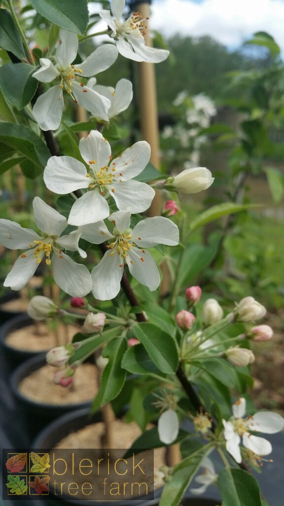 Malus x atrosanguinea Flowering Crab Apple Blerick Tree Farm