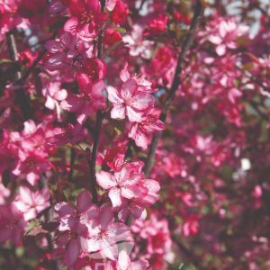 Malus 'JFS-KW5' - Royal Raindrops